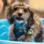 puppy in a pool